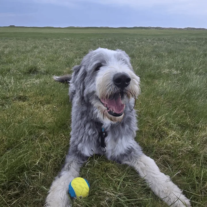 Dougal